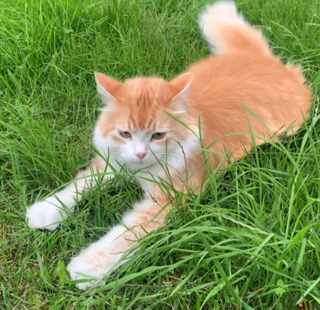Sibirisk katt Ivan